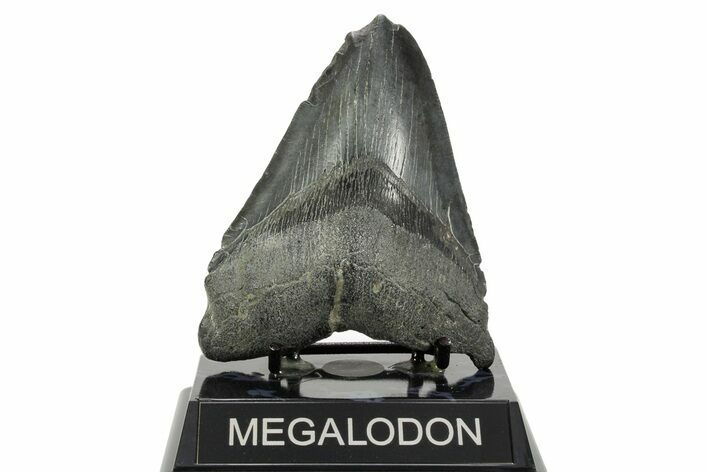 Fossil Megalodon Tooth - South Carolina #365758